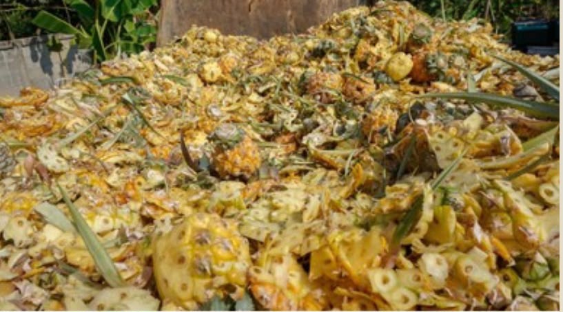 Discarded pineapple peels collected for recovery